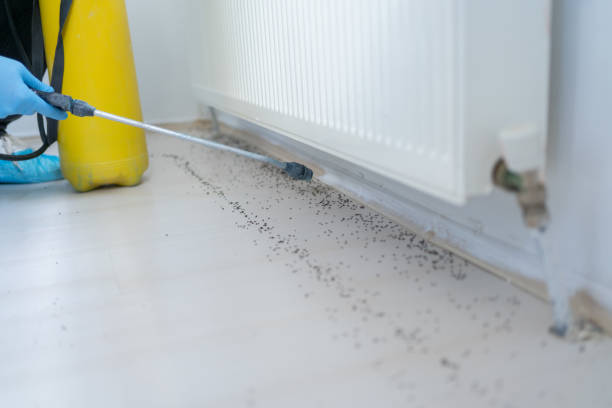 Best Bed Bug Extermination  in Dresden, TN